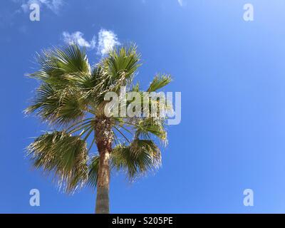 Palmier Washingtonia against blue sky, low angle view Banque D'Images