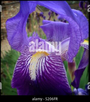 La fleur de l'acier fond bleu 2-Lys, également connu sous le nom de l'Iris, violet ou du pavillon allemand Iris (iris germanica), Catalogne, Espagne. Banque D'Images