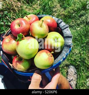 Les pommes sauvages poussent sur le côté de la route. Banque D'Images