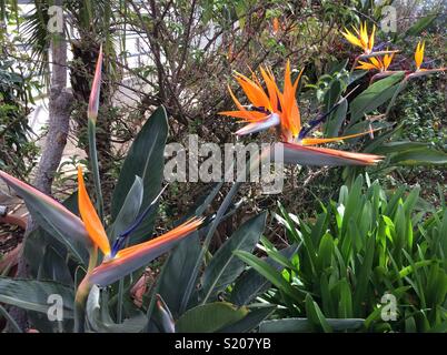 Strelitzia reginae fleurs en fleurs Banque D'Images