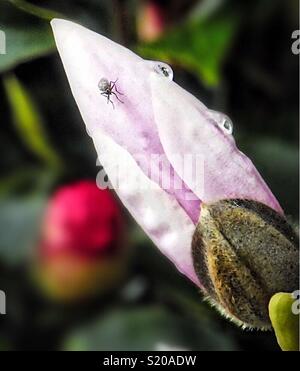 Insecte sur magnolia avec gouttes de pluie. Banque D'Images