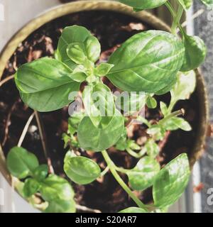 À partir de la vue ci-dessus de petites plantes de basilic en pot dans un rebord de plus en plus avec la lumière du soleil Banque D'Images