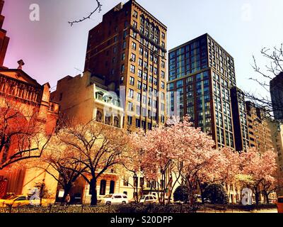 Arbres de magnolia rose en pleine floraison le long de Park Avenue, Murray Hill, New York City, USA Banque D'Images