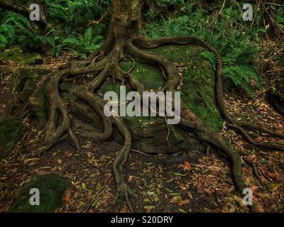 Coachwood (Ceratopetalum apetalum) poussant sur un rocher couvert de mousse dans la forêt tropicale sur la piste de marche de l'amphithéâtre à Leura, Parc National de Blue Mountains, NSW, Australie Banque D'Images