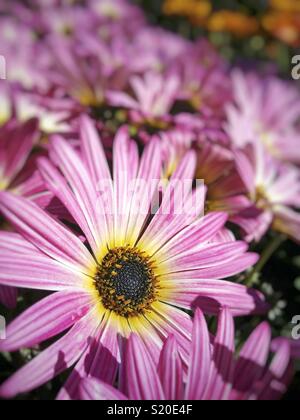 Marguerites africaines. Ostéospermum. Banque D'Images