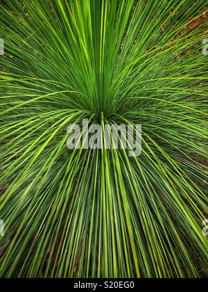 Arbre d'herbe (Xanthorrhoea australis), le Prince Henry Cliff Walk, Leura, Blue Mountains National Park, NSW, Australie Banque D'Images