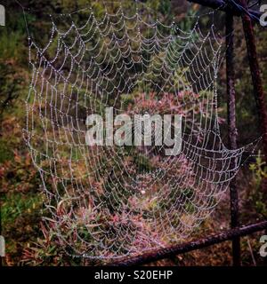 Spider web dans le brouillard, le Prince Henry Cliff Walk, Leura, Blue Mountains National Park, NSW, Australie Banque D'Images