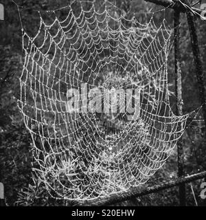 Spider web dans le brouillard, le Prince Henry Cliff Walk, Leura, Blue Mountains National Park, NSW, Australie Banque D'Images