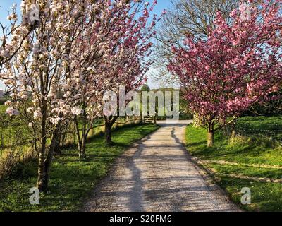 Beau pays lane bordée par la floraison des cerisiers dans le West Sussex, Angleterre Banque D'Images