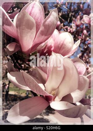 Le printemps apporte les magnolias en fleurs, USA Banque D'Images