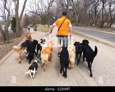 Un homme qui marche avec un gros paquet de chiens. Banque D'Images