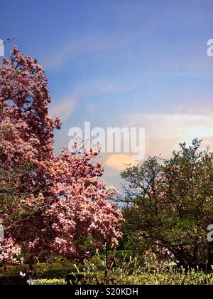 Le printemps apporte les magnolias en fleurs dans Central Park de New York, USA Banque D'Images