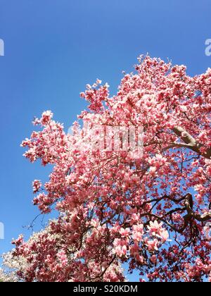 Le printemps apporte les magnolias en fleurs dans Central Park, NYC, USA Banque D'Images