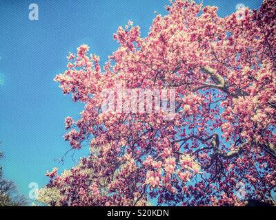 Le printemps apporte les magnolias en fleurs dans Central Park, NYC, USA Banque D'Images