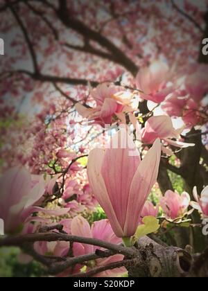 Le printemps apporte les magnolias en fleurs dans Central Park, New York City, USA Banque D'Images