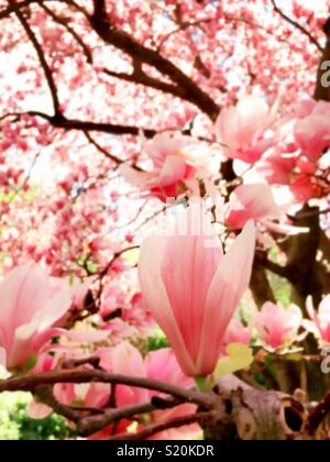 Le printemps apporte les magnolias en fleurs dans Central Park, NYC, USA Banque D'Images