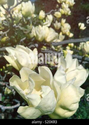 Le printemps apporte les magnolias en fleurs dans Central Park, New York City, USA Banque D'Images