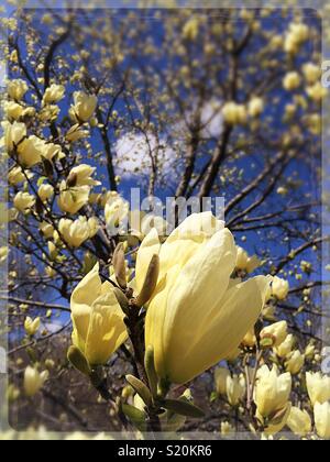 Le printemps apporte les magnolias en fleurs dans Central Park, NYC, USA Banque D'Images