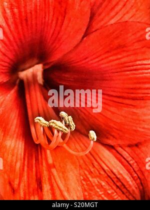 Amaryllis rouge lily close up Banque D'Images