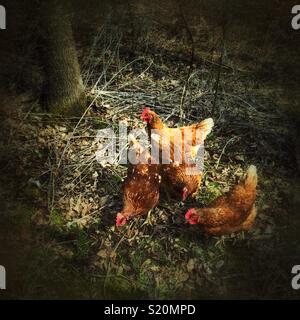 Quatre poules Rhode Island Red de nourriture dans une forêt Banque D'Images