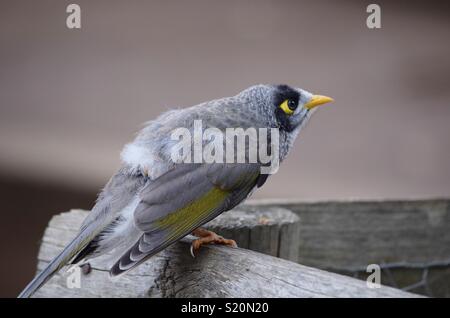 Un gros plan d'un noisy miner oiseau posé sur une clôture. Cette jolie bird est gris avec des marques jaunes et grand et beau, yeux jaunes. Banque D'Images