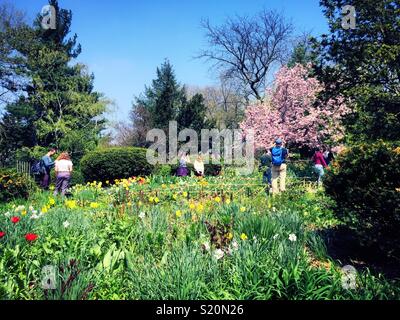 Les touristes affluent à Shakespeare Garden Inn Central Park pour voir la floraison des arbres et des fleurs au printemps, NYC, USA Banque D'Images