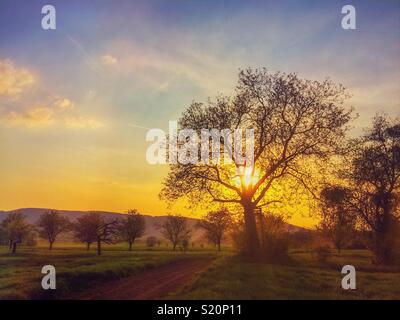Paysage de campagne : coucher de soleil sur Orchard au début du printemps, Alsace, France. Banque D'Images