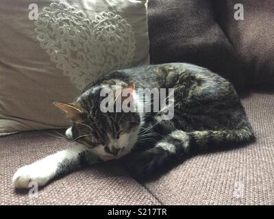 Croix Ragdoll chaton tabby dormant sur un canapé-paw outstretched Banque D'Images