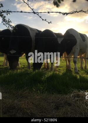 Vaches Banque D'Images