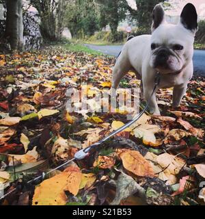 Bouledogue français les feuilles d'automne Banque D'Images