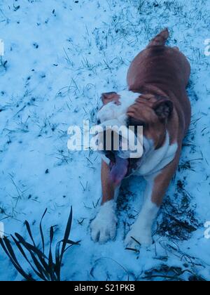 Bulldog anglais aime jouer dans la neige Banque D'Images