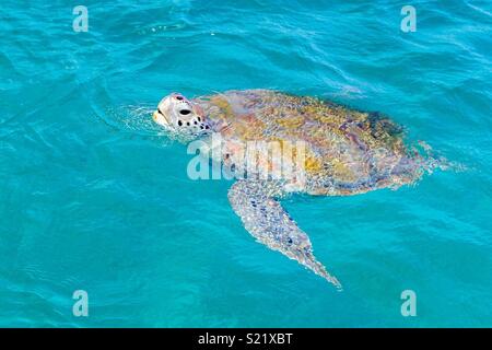 Nager avec les tortues en Barbade Banque D'Images