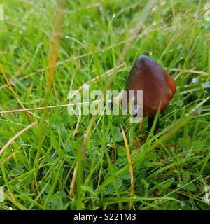 Sous la pluie de champignons uk Banque D'Images