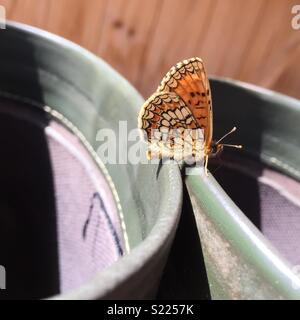 Heath Fritillary, Melitaea athalia, assis sur boot Shanks. Banque D'Images