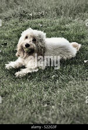 Cockapoo un chien avec une balle dans sa bouche au parc. Banque D'Images