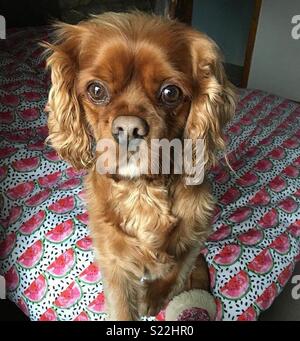 Cavalier King Charles Ruby Banque D'Images