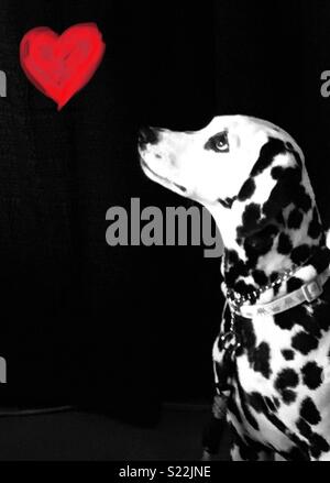 Noir et blanc chien Dalmatien tachetés à attentivement à cœur rouge ci-dessus. Le regard d'amour. Banque D'Images