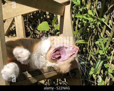 Gingembre domestique chat posant sur banc de jardin le bâillement la bouche grande ouverte Banque D'Images