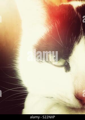 Portrait de la moitié d'un chat domestique face à la mal Banque D'Images