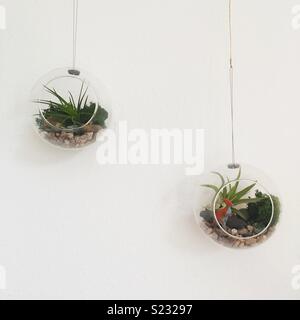 Mini pendaison terrariums avec plantes aériennes et les dinosaures Banque D'Images