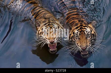 Deux tigres incroyable Banque D'Images
