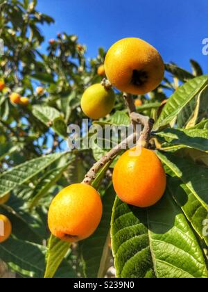 Également connu sous le nom de Nispero loquat ou néflier du Japon. La maturation des fruits des fruits sur l'arbre en Espagne. Banque D'Images