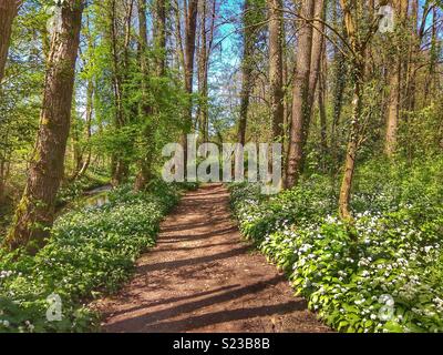 L'Ail des bois fleurs en bordure d'un chemin dans le Hampshire Banque D'Images