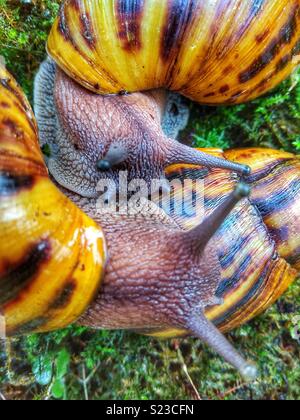 Escargots de tigres africains du Ghana (Achatina achatina) Banque D'Images