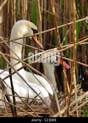 Cygnes Banque D'Images