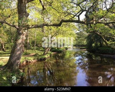 Nouvelle Forêt paisible sur un jour d'été. Banque D'Images