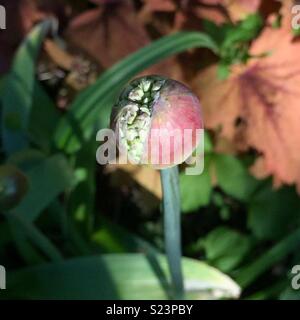 Allium Purple Bud Banque D'Images