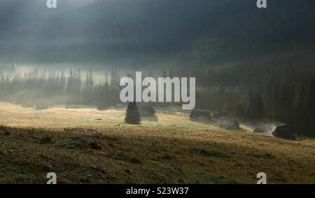 Matin brumeux en Vallée Chocholowska, Tatras Banque D'Images