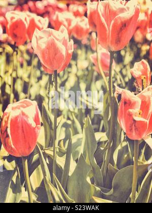 Vue rapprochée de tulipe rose des fleurs. Banque D'Images