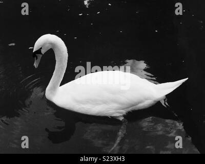 Swan en noir et blanc Banque D'Images